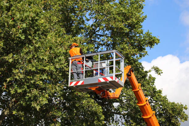 Trusted Riddle, OR Tree Service Experts